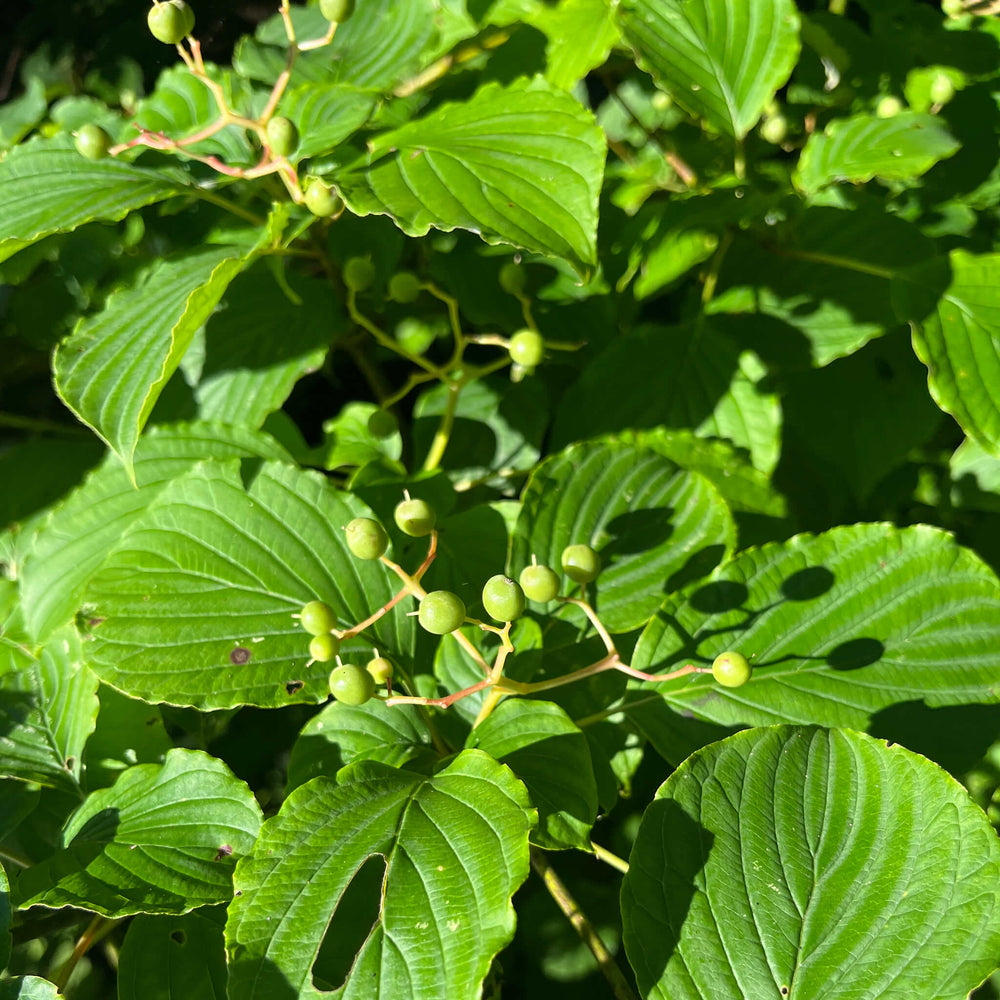 
                  
                    Semences - Cornouiller à feuilles alternes
                  
                