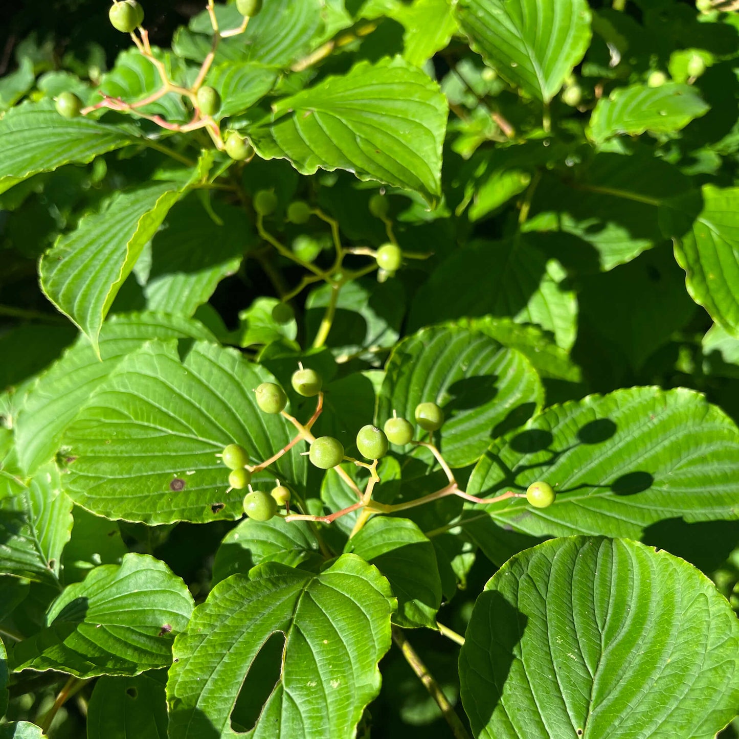 
                  
                    Semences - Cornouiller à feuilles alternes
                  
                