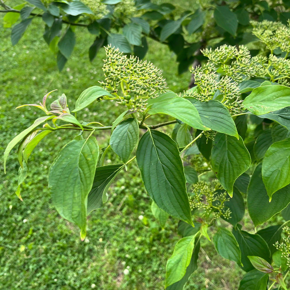 
                  
                    Semences - Cornouiller à feuilles alternes
                  
                