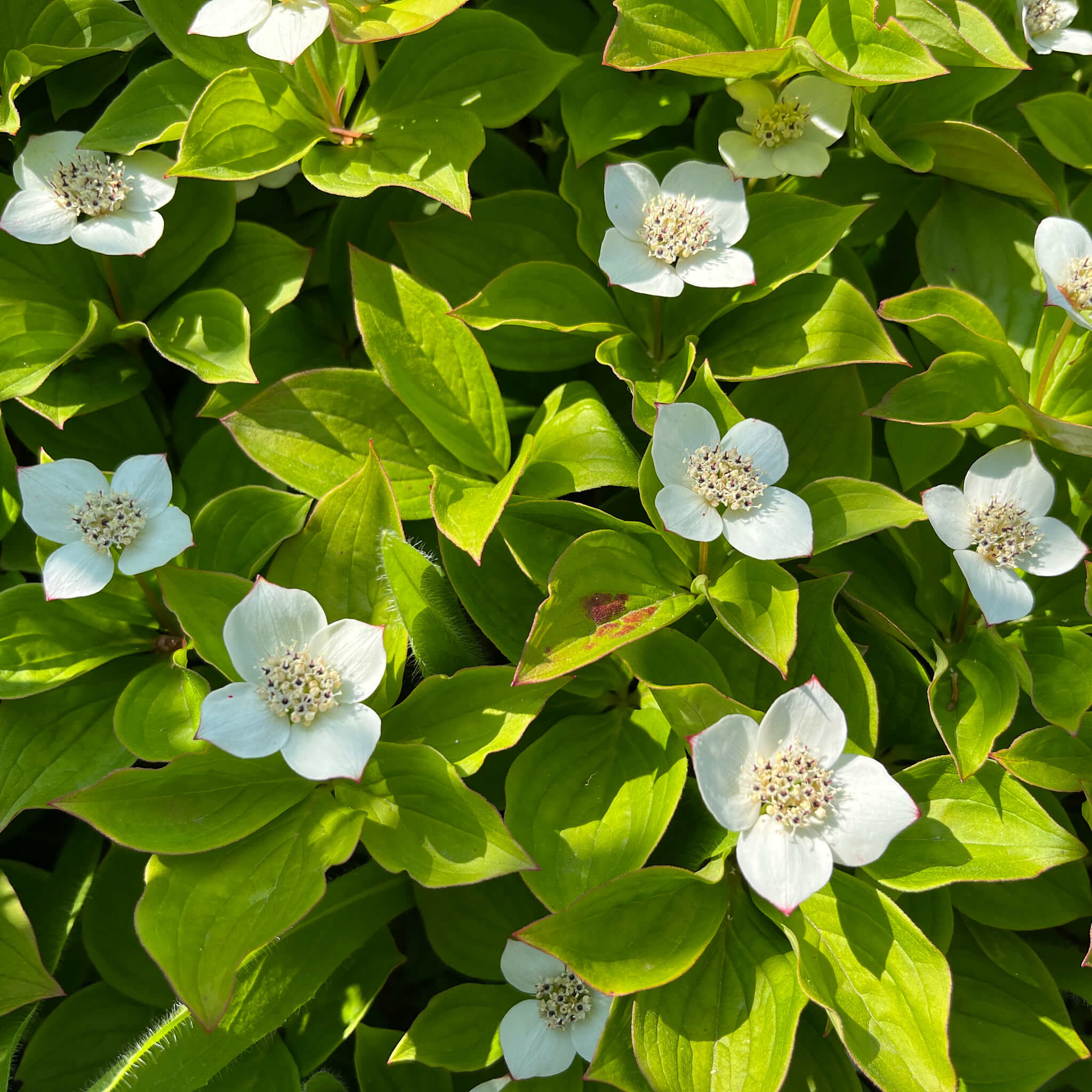 Bunchberry Seeds – Cornus canadensis