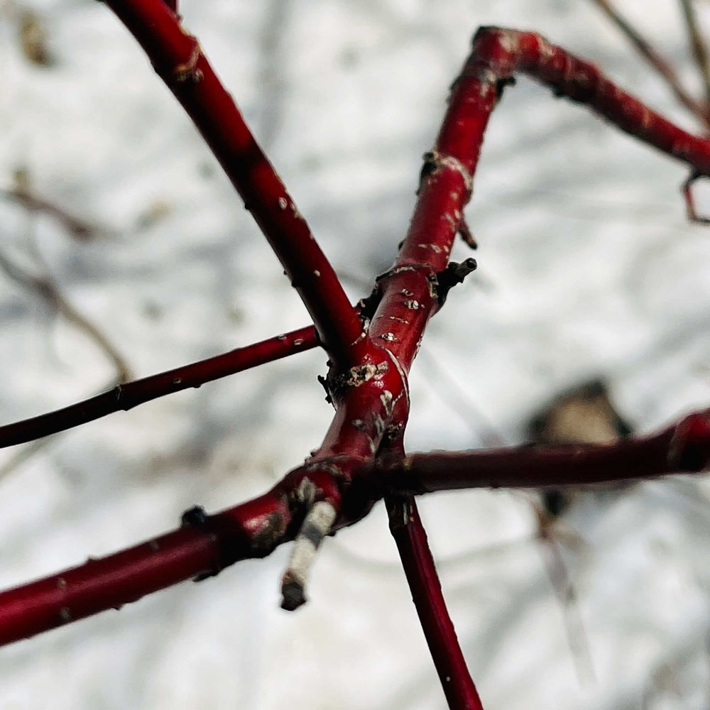 
                  
                    Semences - Cornouiller hart-rouge
                  
                