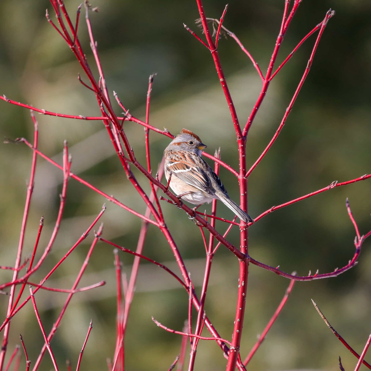 
                  
                    Seeds - Red-osier Dogwood
                  
                
