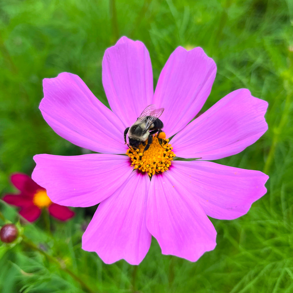 Cosmos bipinnatus