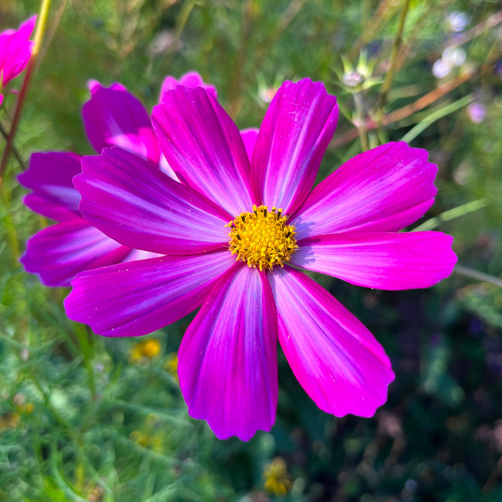 Cosmos bipinnatus