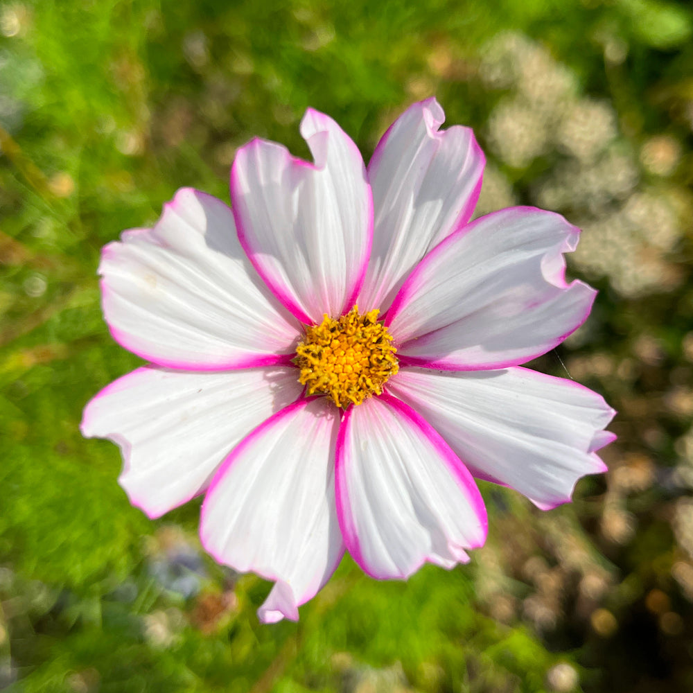 Cosmos bipinnatus