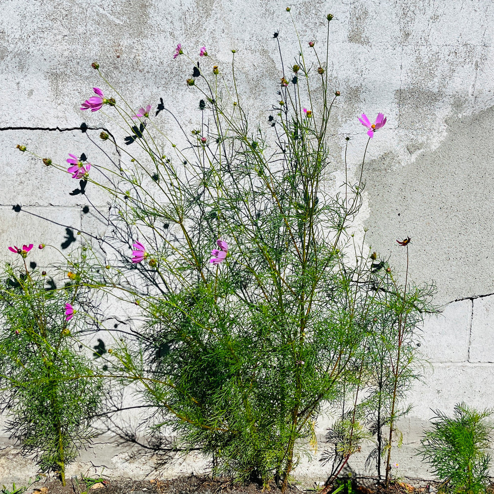 Cosmos bipinnatus