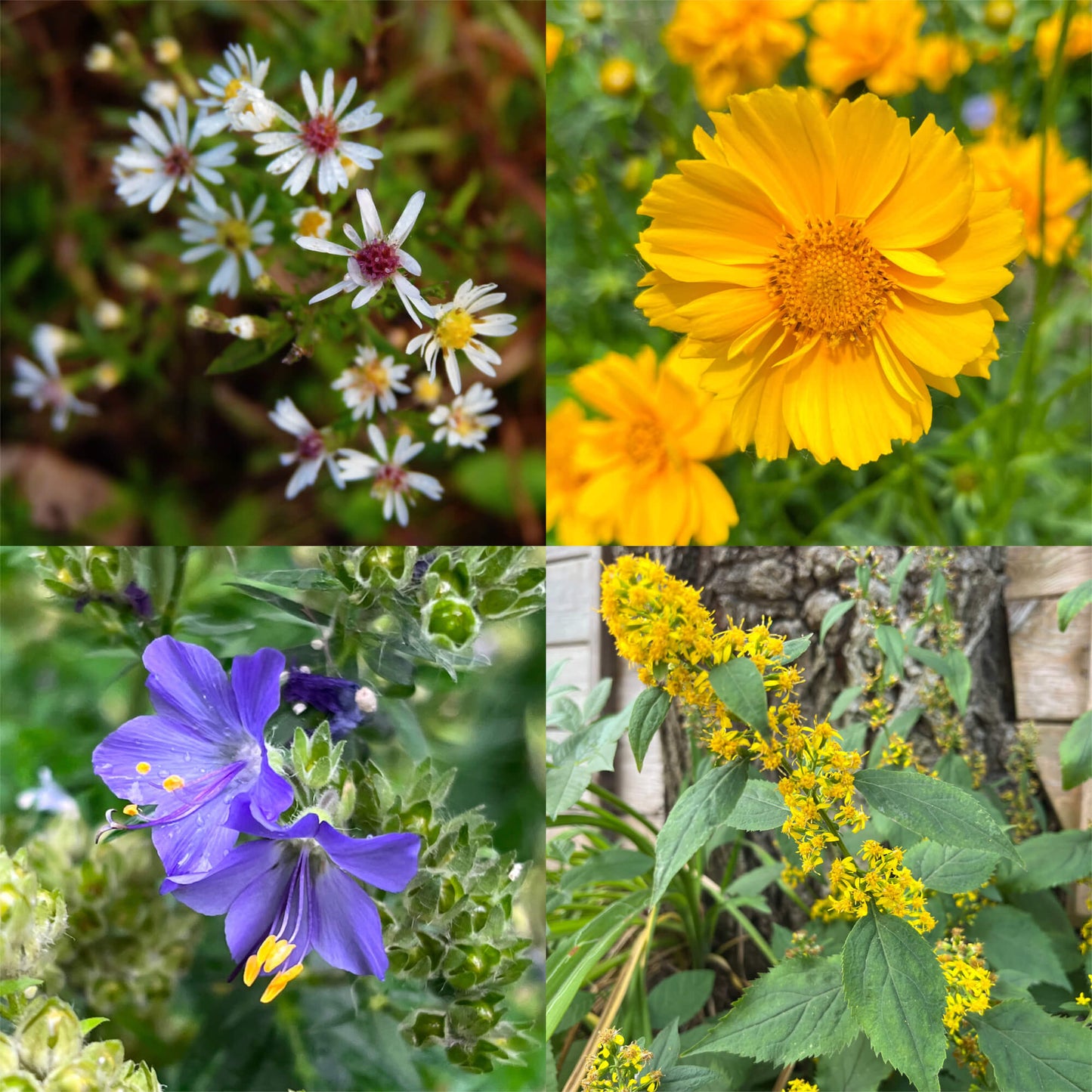 Combo découverte : Coups de coeur d'Ariane