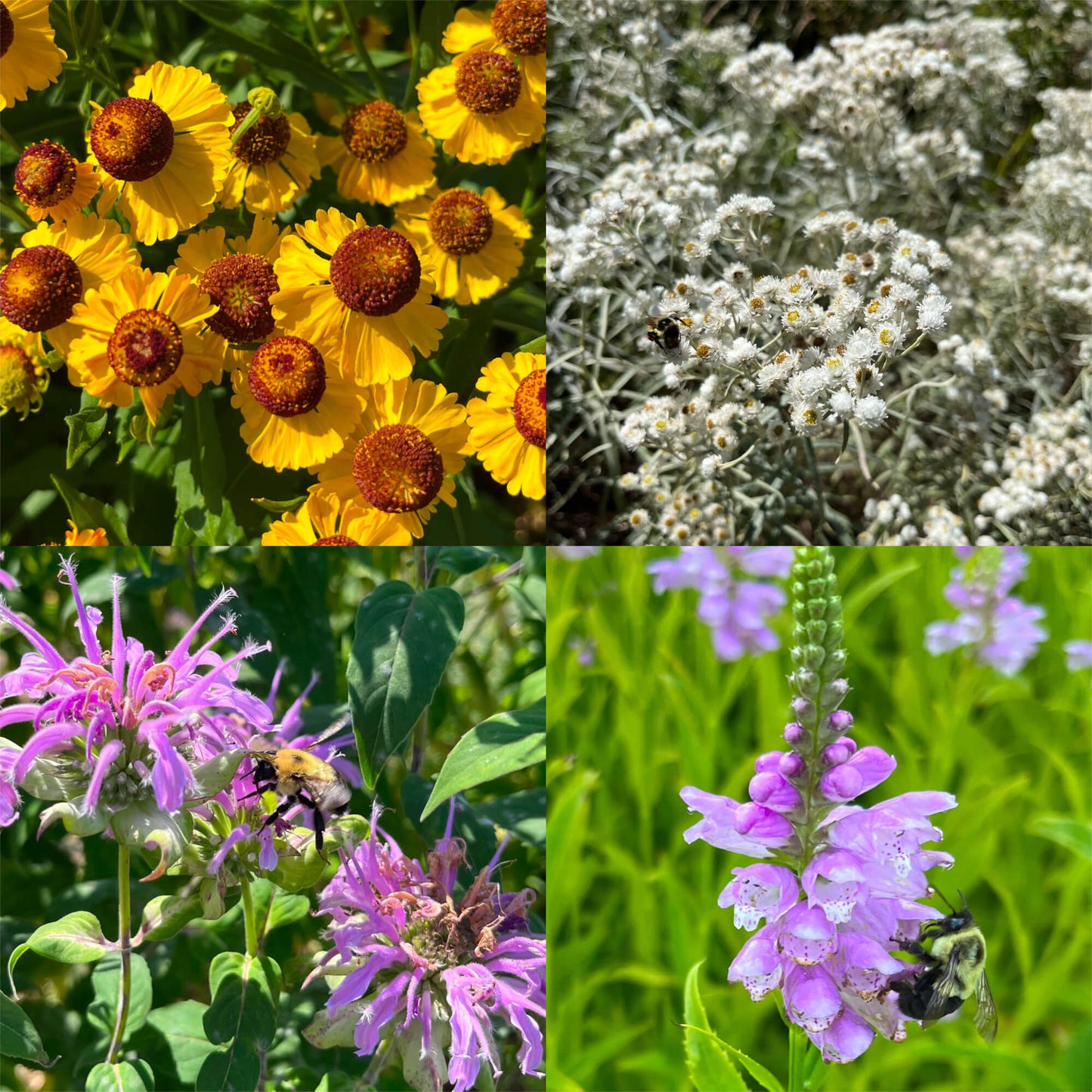 Combo découverte : Coups de coeur de Sharlène