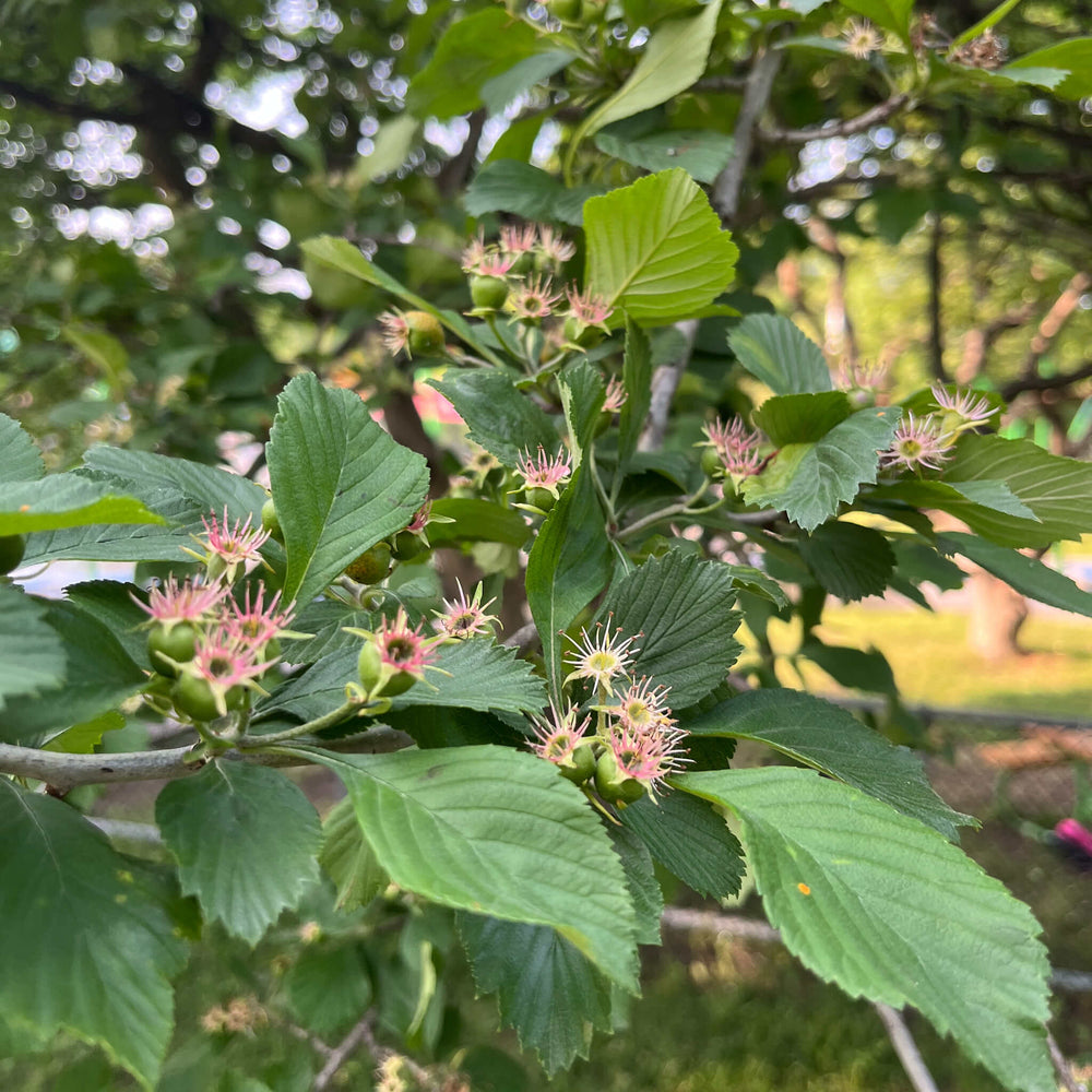 
                  
                    Semences - Aubépine ergot-de-coq
                  
                