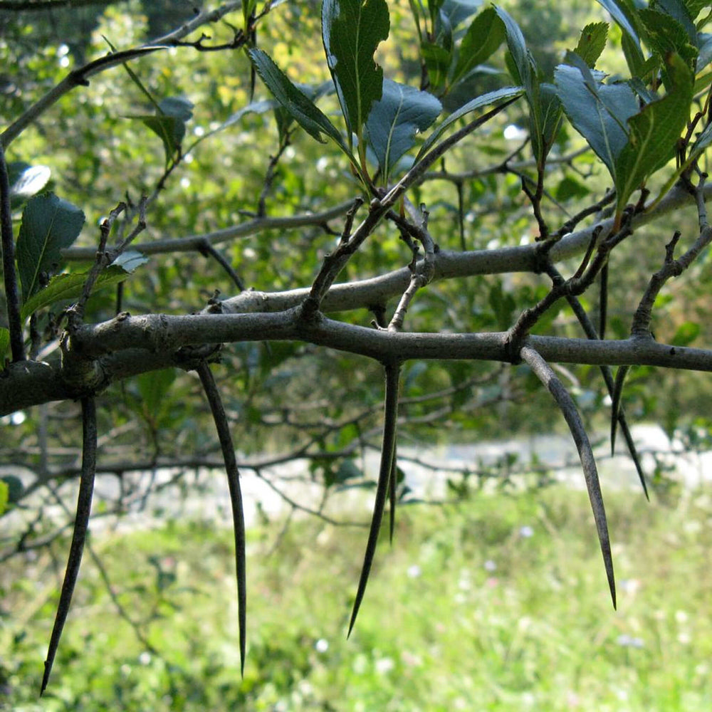 
                  
                    Semences - Aubépine ergot-de-coq
                  
                