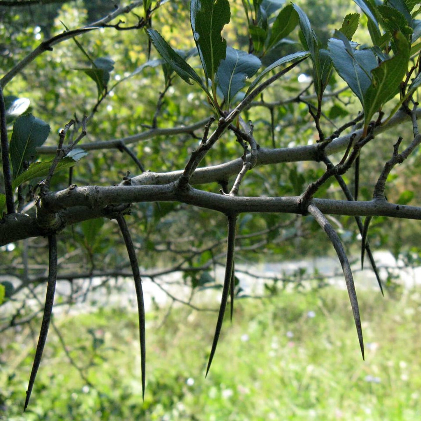 
                  
                    Semences - Aubépine ergot-de-coq
                  
                