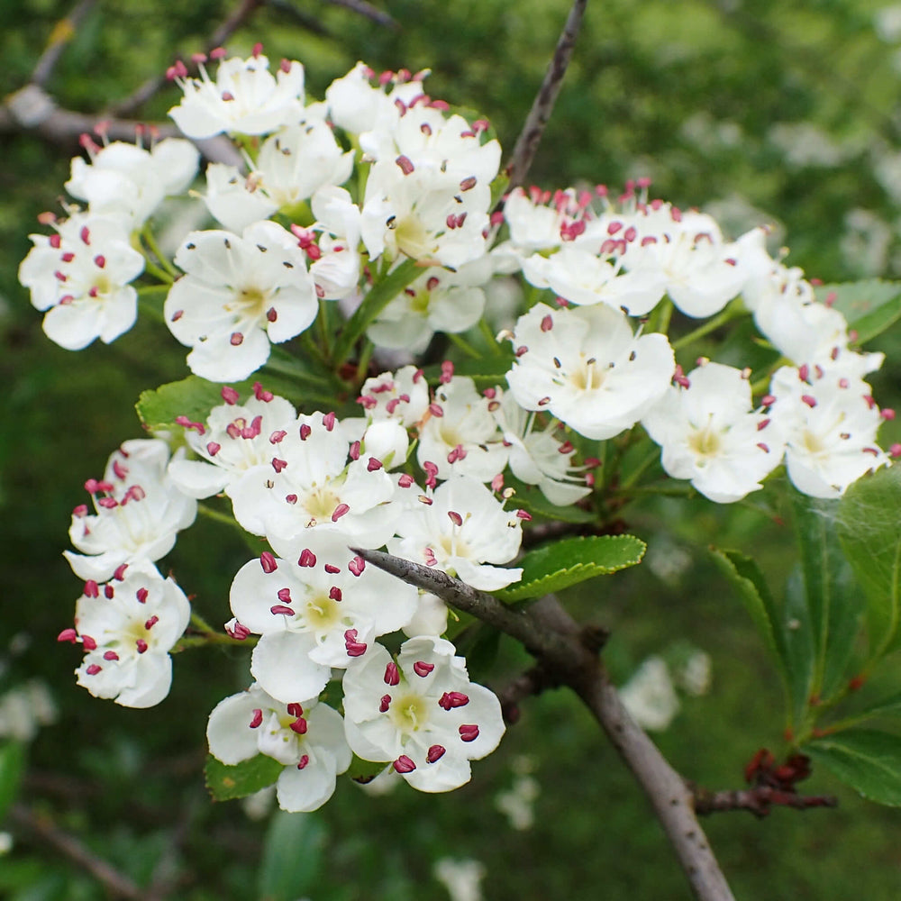 
                  
                    Semences - Aubépine ergot-de-coq
                  
                