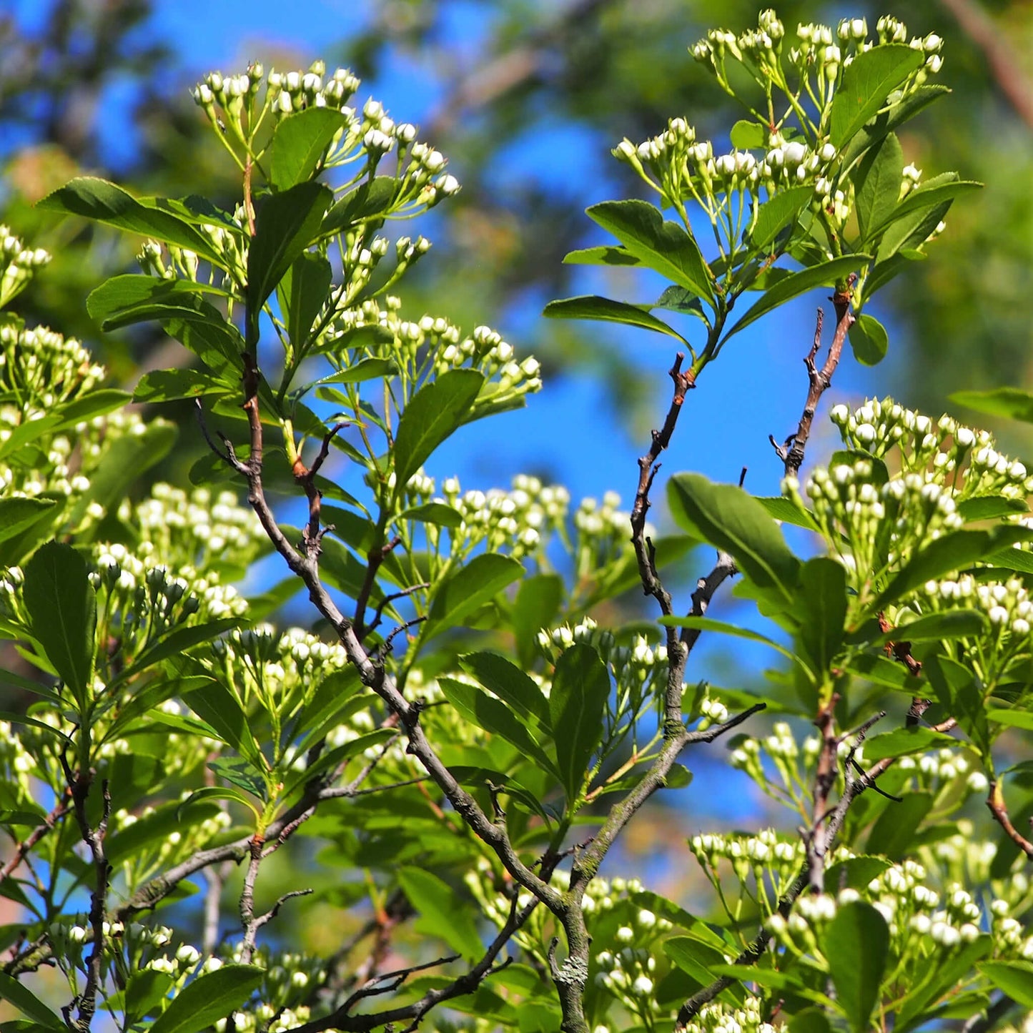 
                  
                    Semences - Aubépine ergot-de-coq
                  
                