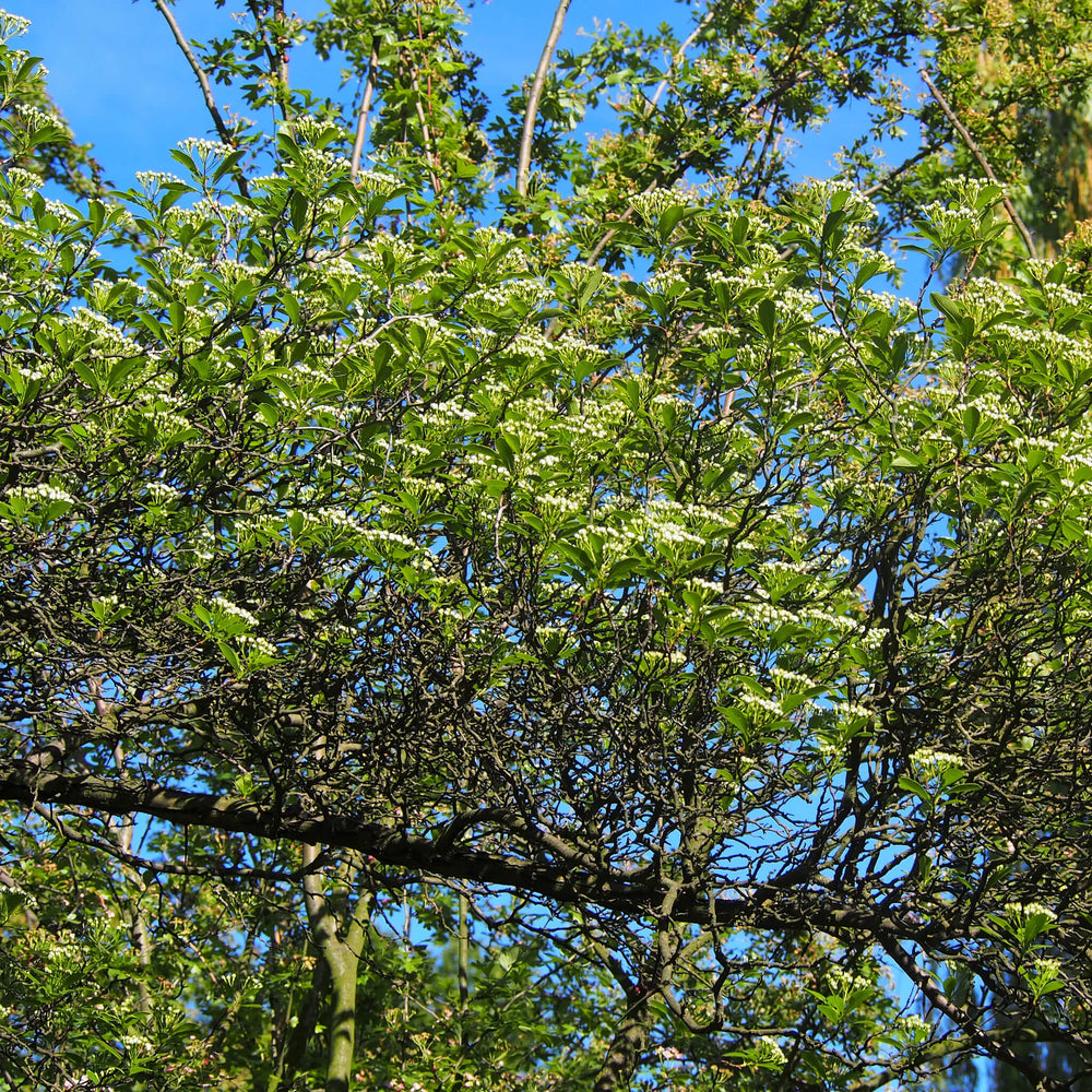 
                  
                    Semences - Aubépine ergot-de-coq
                  
                