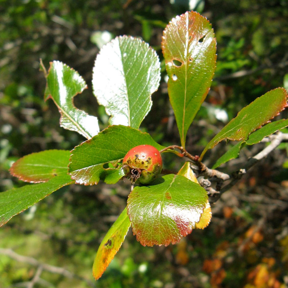 Semences - Aubépine ergot-de-coq