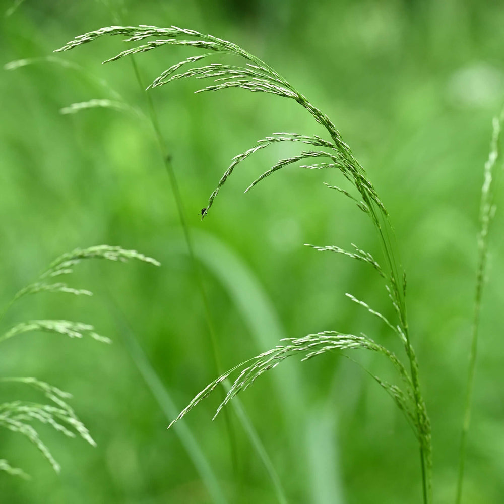 
                  
                    Semences - Deschampsie cespiteuse
                  
                