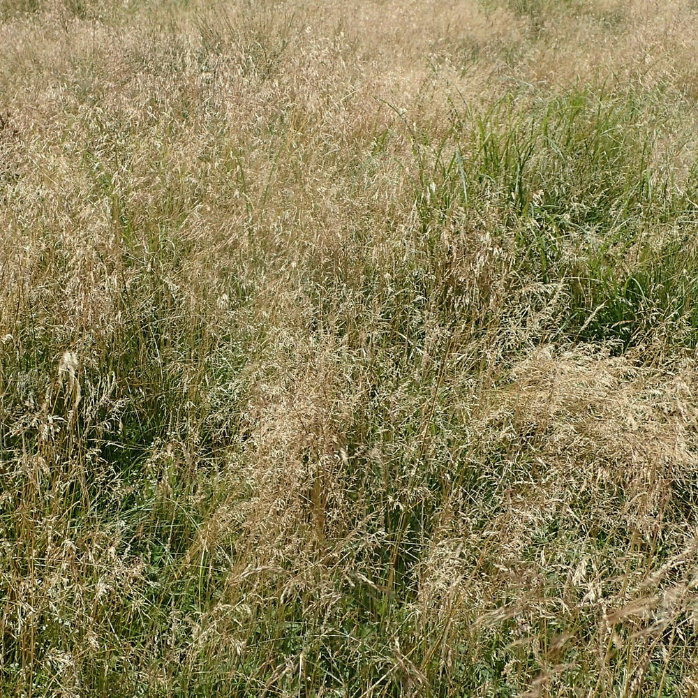 
                  
                    Semences - Deschampsie cespiteuse
                  
                