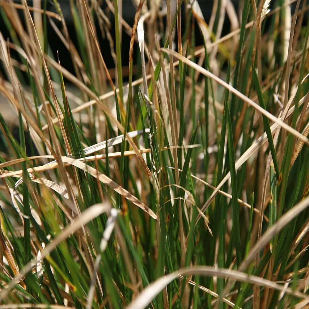 
                  
                    Semences - Deschampsie cespiteuse
                  
                