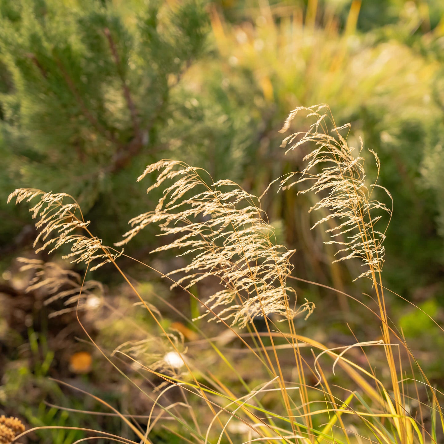 
                  
                    Semences - Deschampsie cespiteuse
                  
                