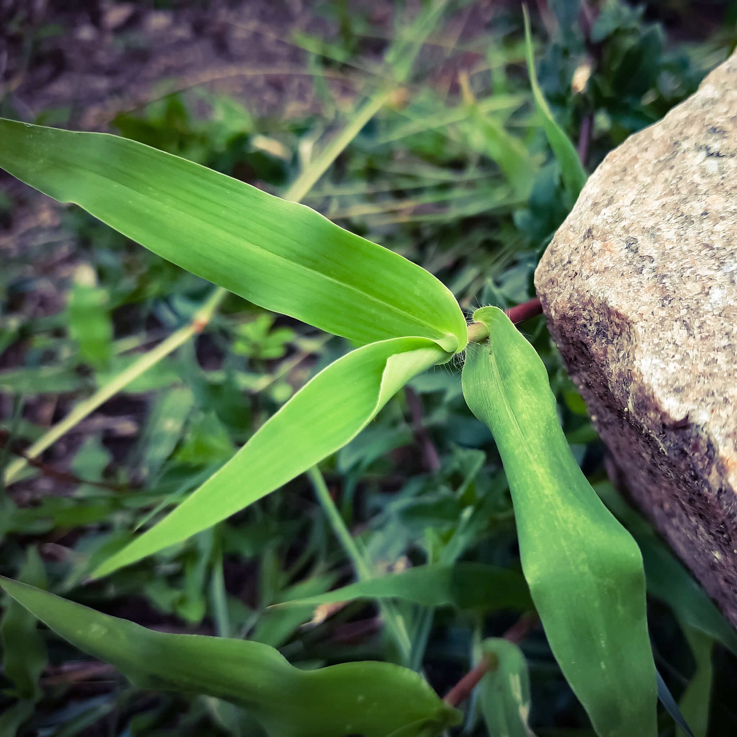 
                  
                    Semences - Deer-tongue Panicgrass
                  
                