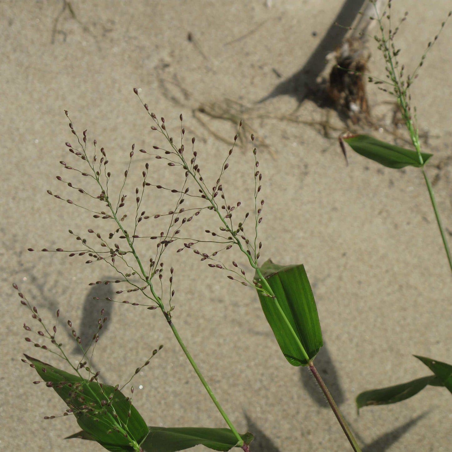 
                  
                    Semences - Deer-tongue Panicgrass
                  
                
