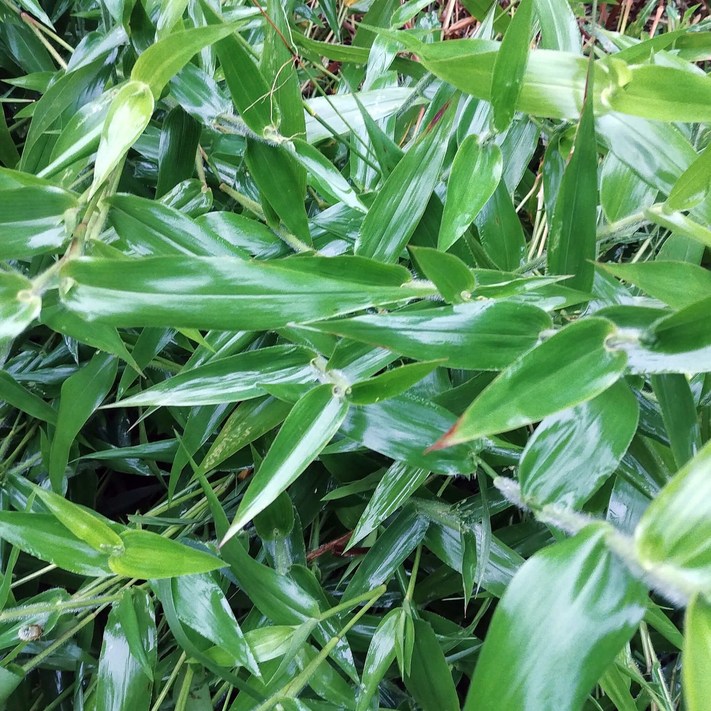 
                  
                    Semences - Deer-tongue Panicgrass
                  
                