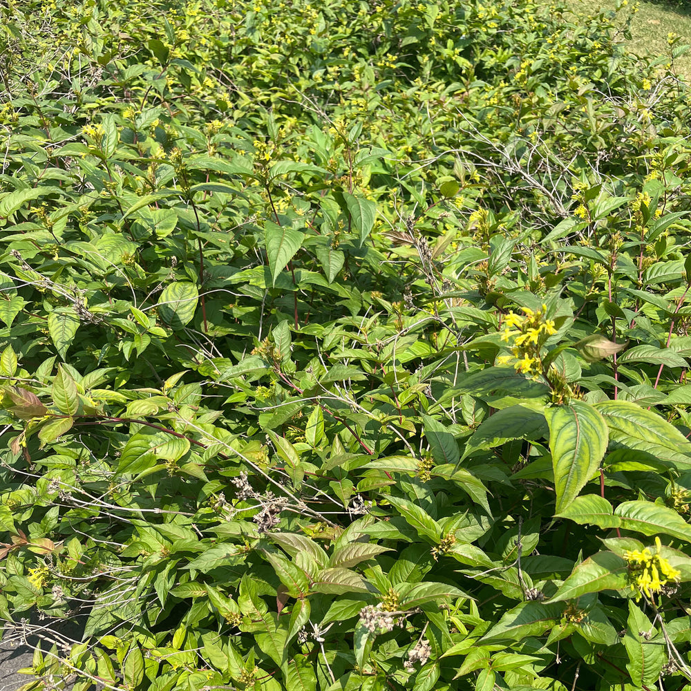 
                  
                    Seeds - Northern Bush Honeysuckle 
                  
                