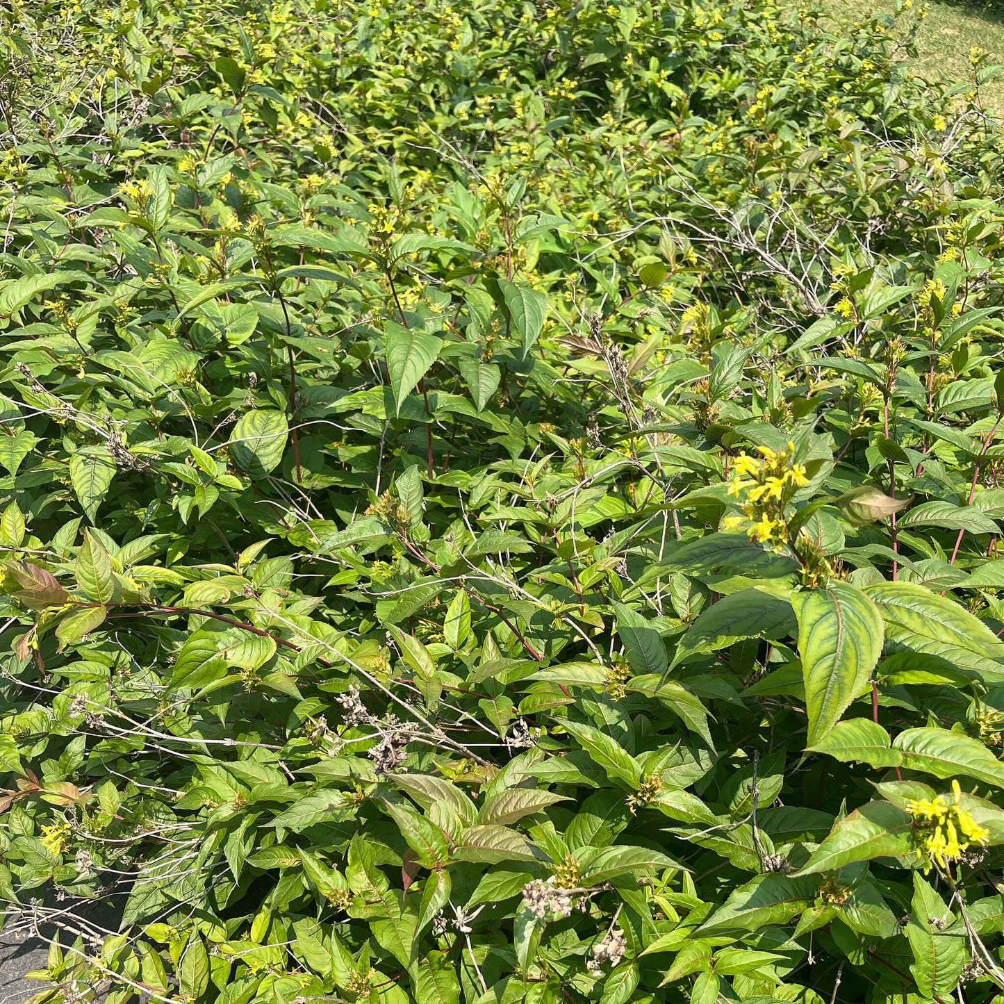 
                  
                    Seeds - Northern Bush Honeysuckle 
                  
                