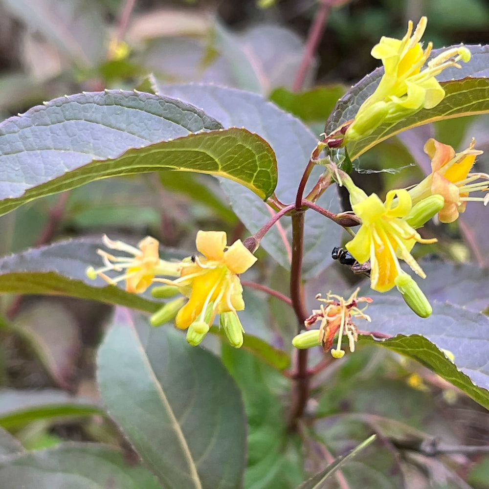 
                  
                    Seeds - Northern Bush Honeysuckle 
                  
                