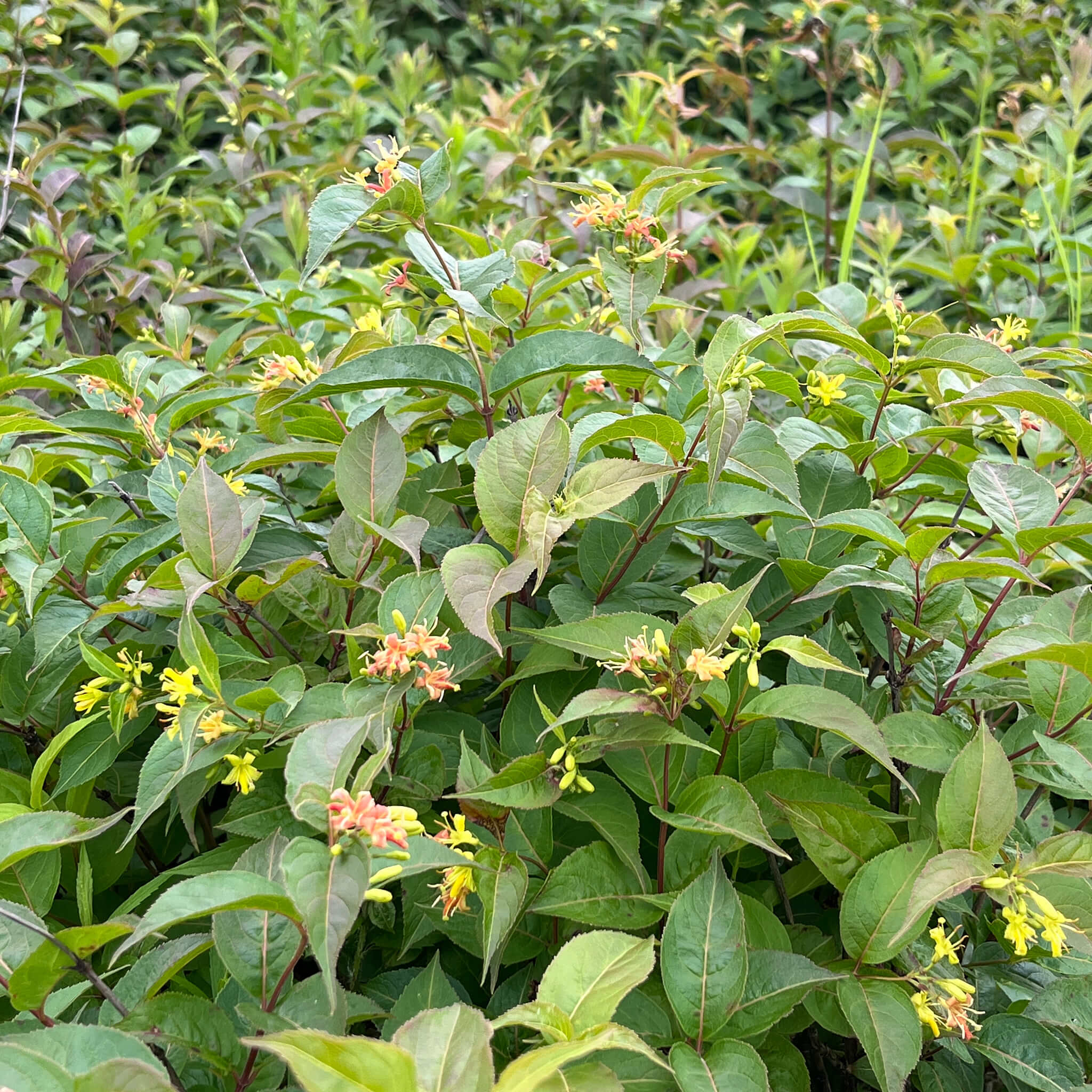 lonicera diervilla Northern Bush Honeysuckle Seeds