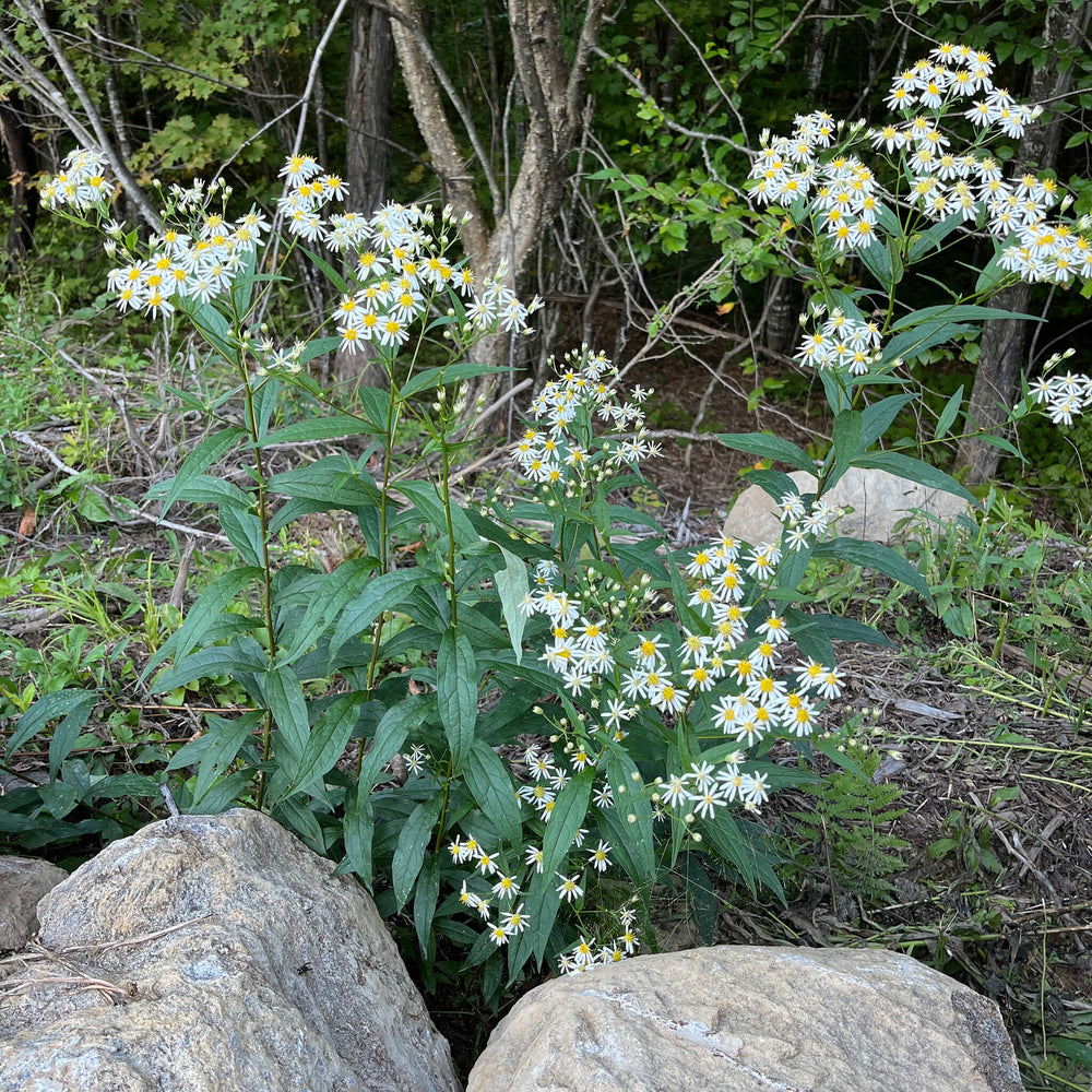 
                  
                    Semences - Aster à ombelles
                  
                