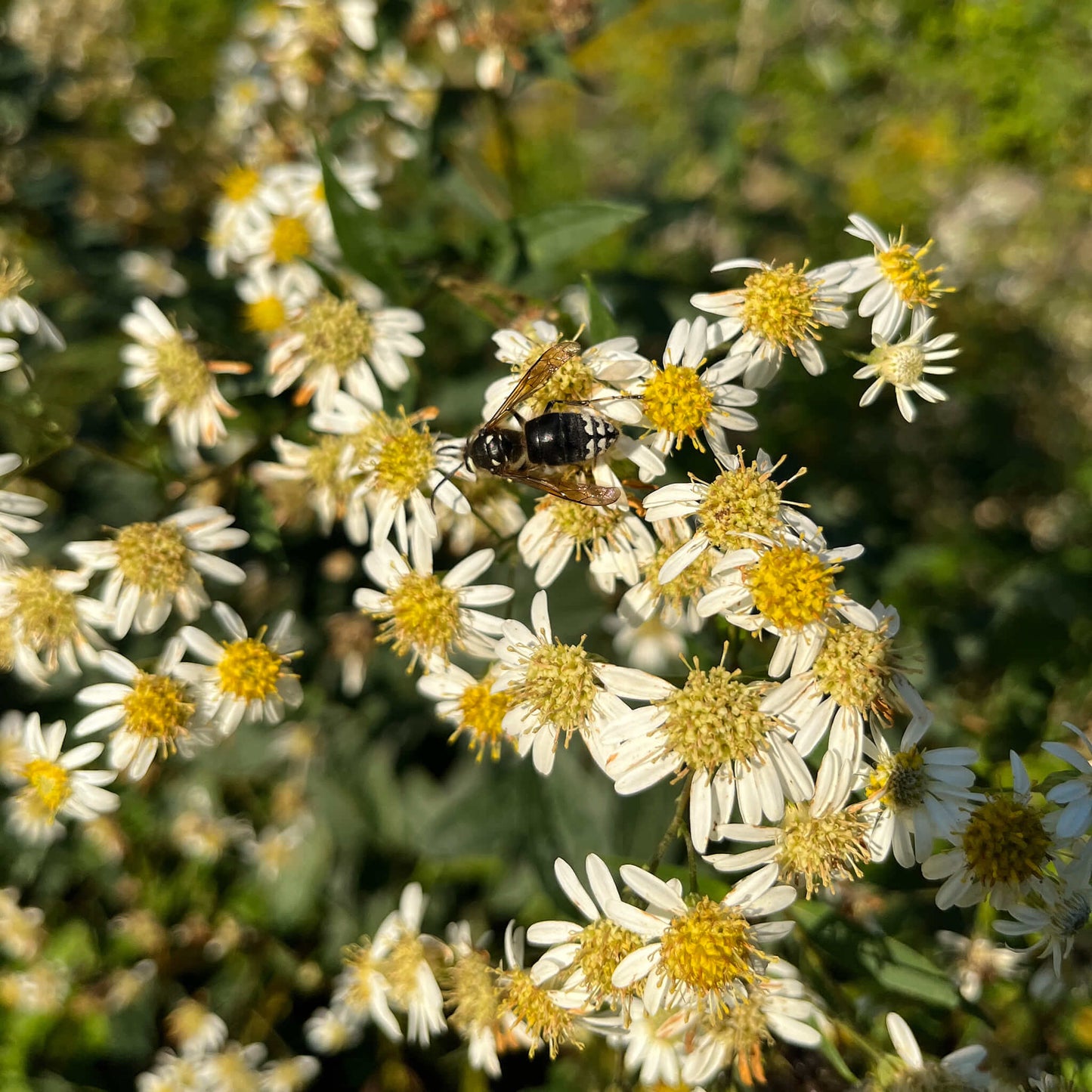 
                  
                    Semences - Aster à ombelles
                  
                