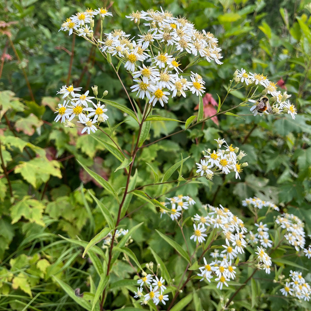 
                  
                    Semences - Aster à ombelles
                  
                