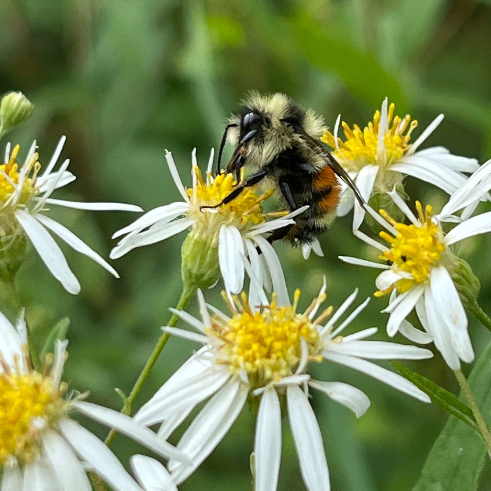 
                  
                    Semences - Aster à ombelles
                  
                