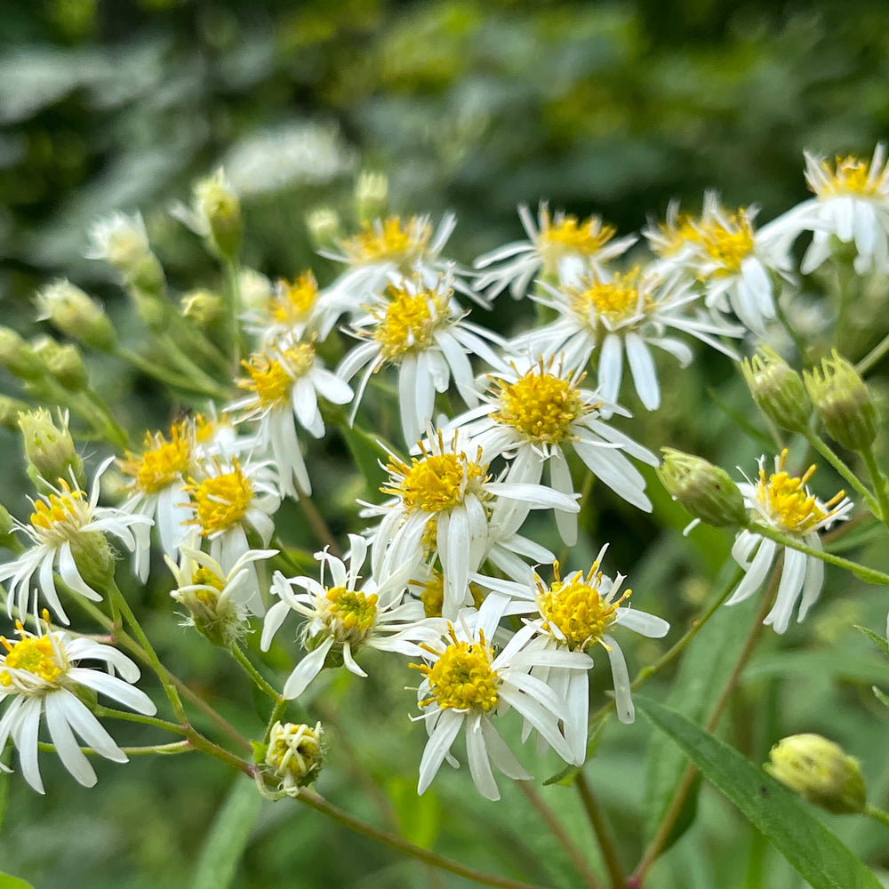 
                  
                    Semences - Aster à ombelles
                  
                