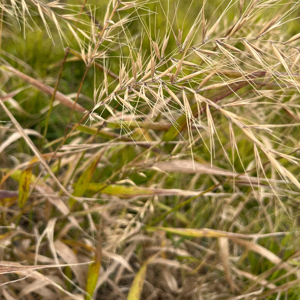 
                  
                    Seeds - Bottlebrush Grass
                  
                