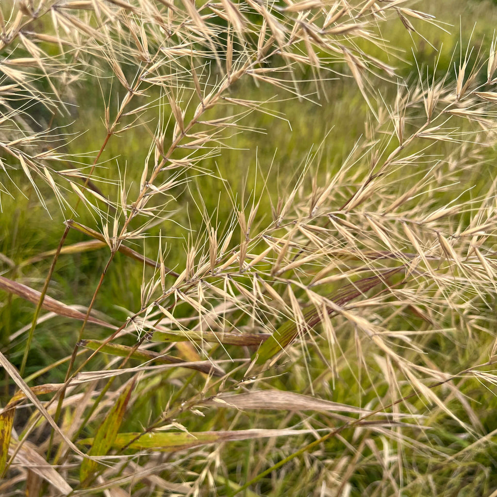 Seeds - Bottlebrush Grass