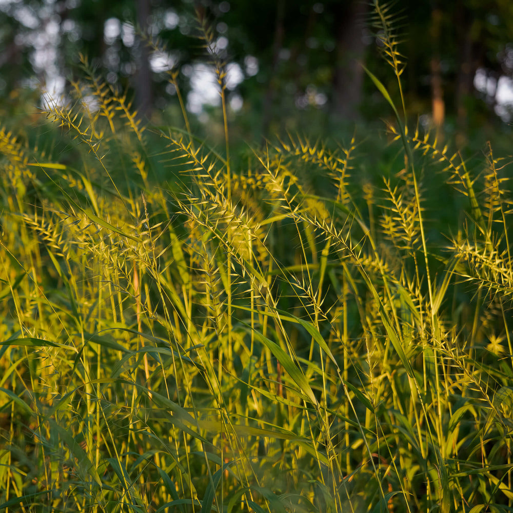 Semences - Élyme étalé