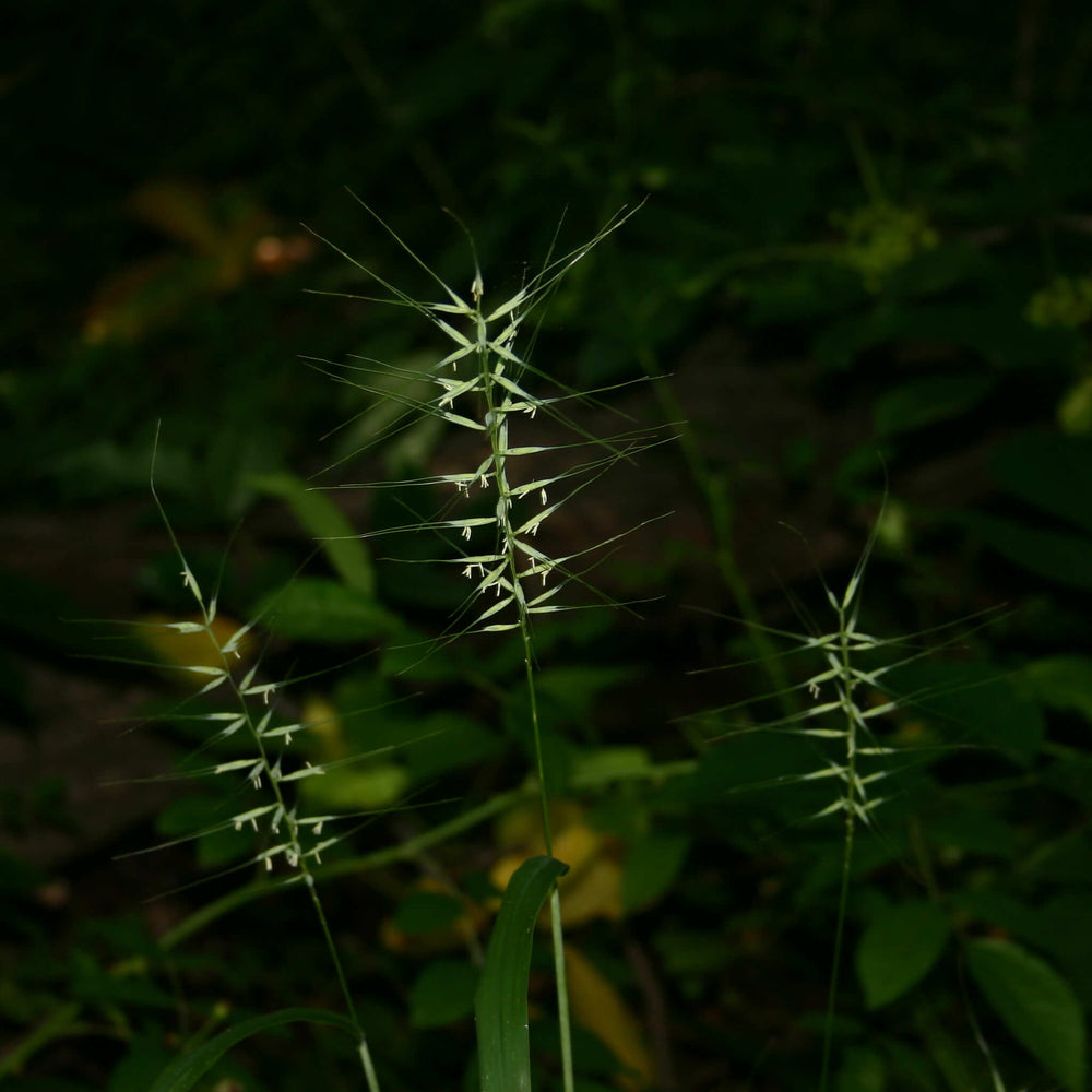 
                  
                    Semences - Élyme étalé
                  
                