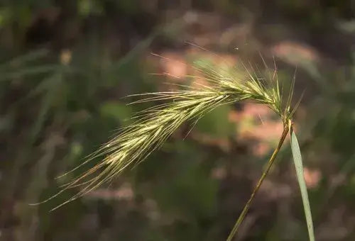 L’élyme des rivages (Elymus riparius)