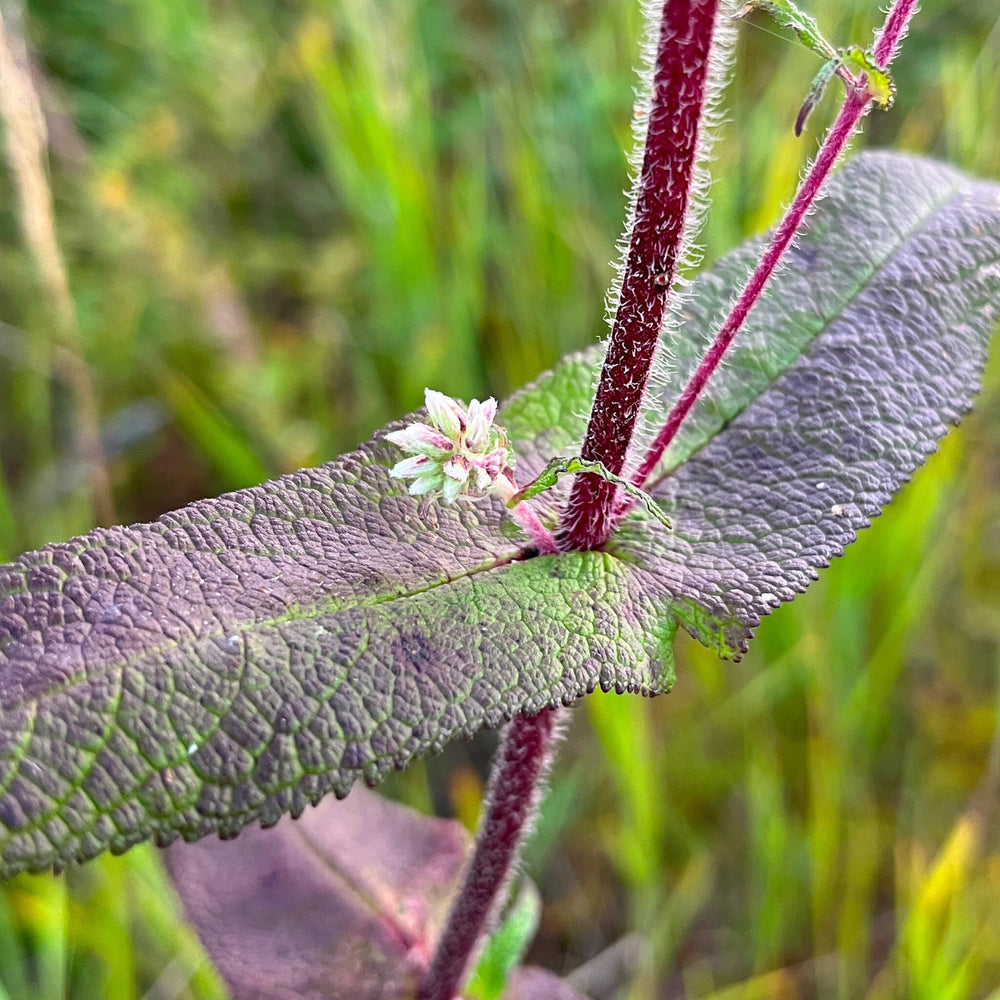 Tige et feuilles de l'eupatoire perfoliée - Eupatorium perfoliatum