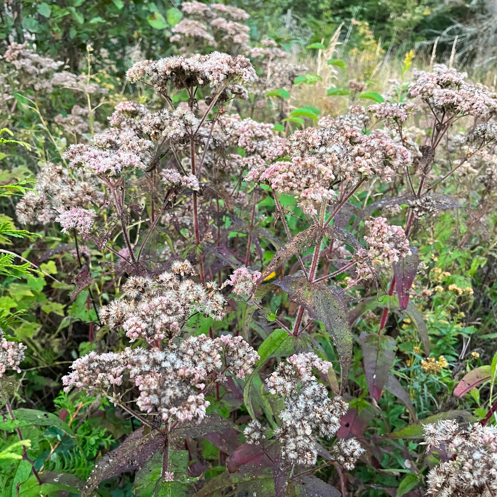 Eupatoire perfoliée à la fin septembre - Eupatorium perfoliatum