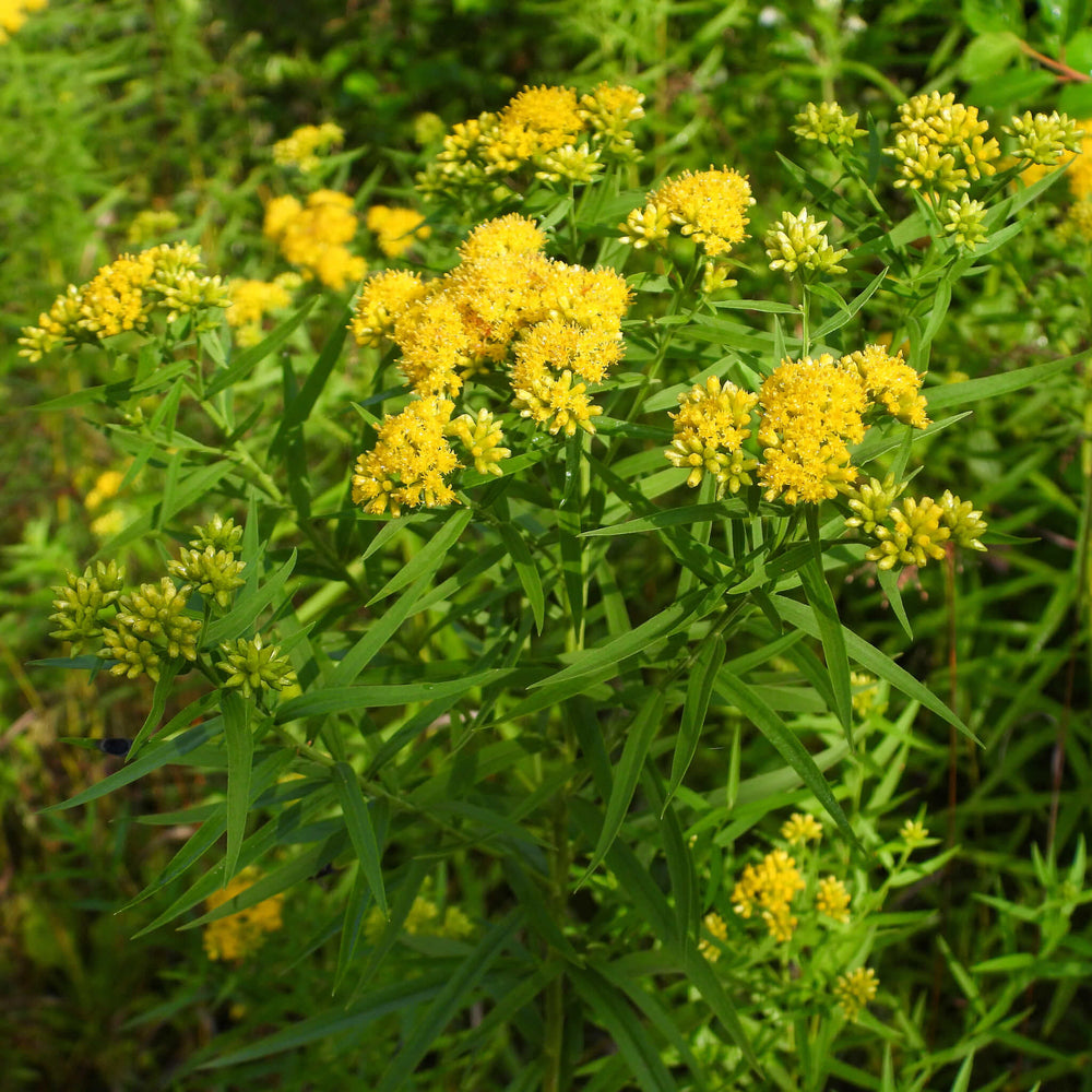 
                  
                    Semences - Verge d'or à feuilles de graminée
                  
                