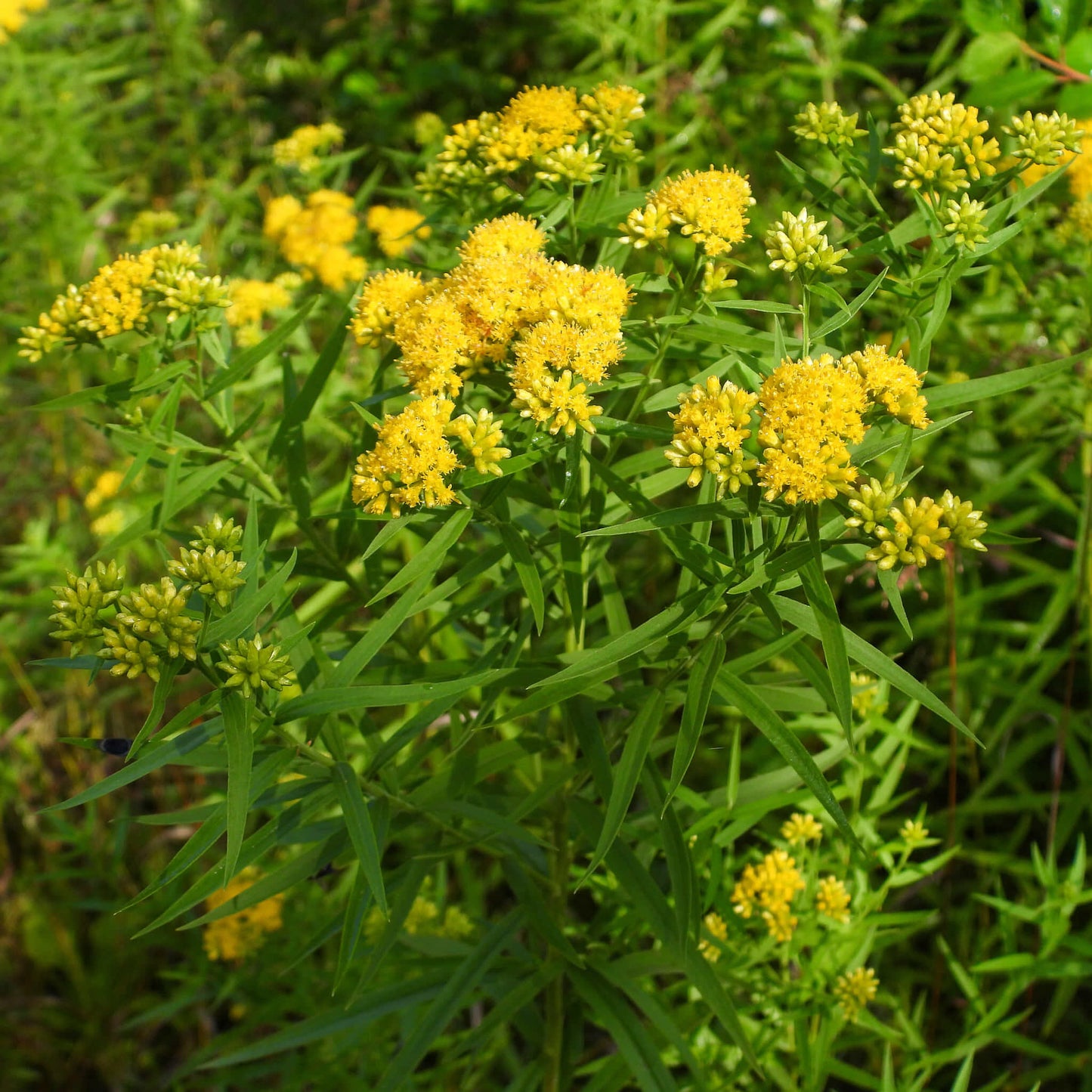 
                  
                    Semences - Verge d'or à feuilles de graminée
                  
                