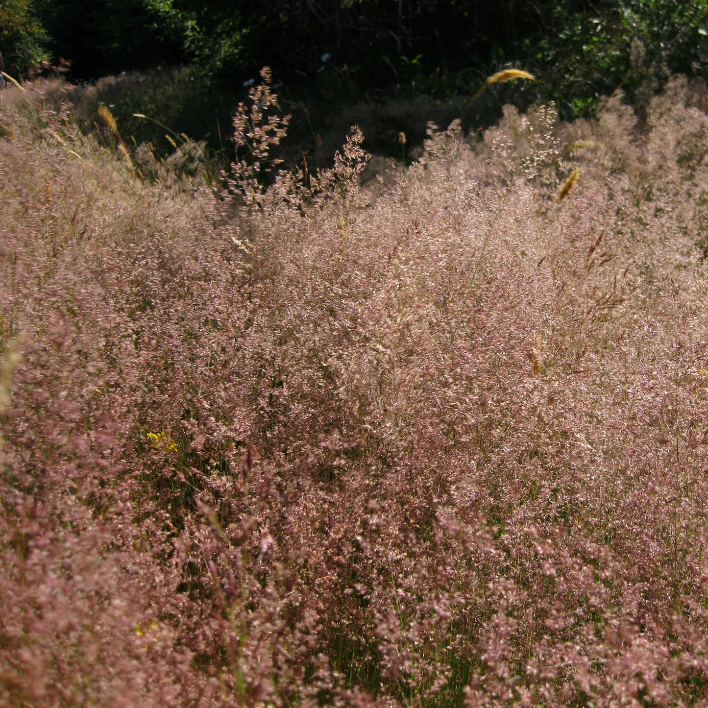 
                  
                    Seeds - Red Fescue
                  
                