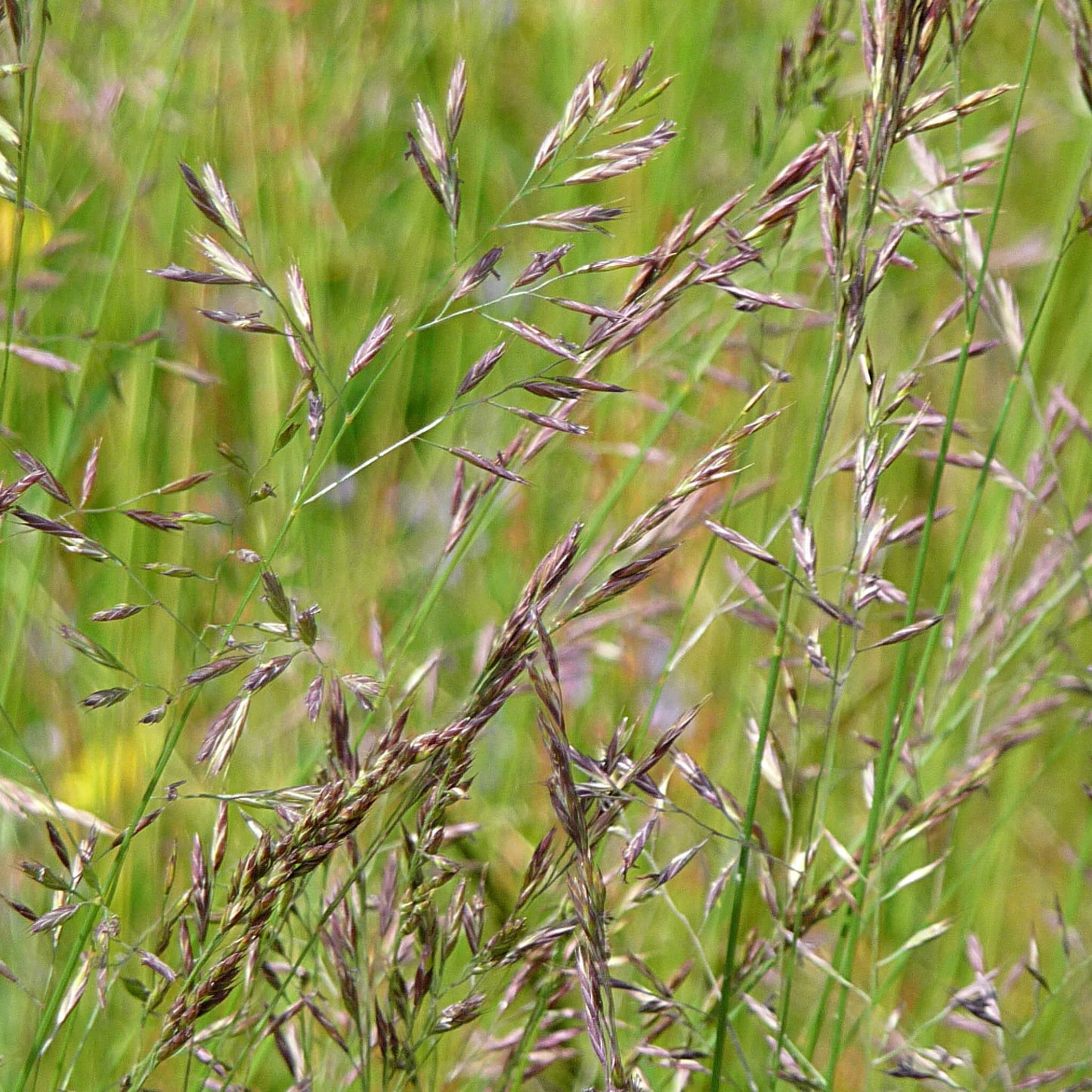 
                  
                    Seeds - Red Fescue
                  
                