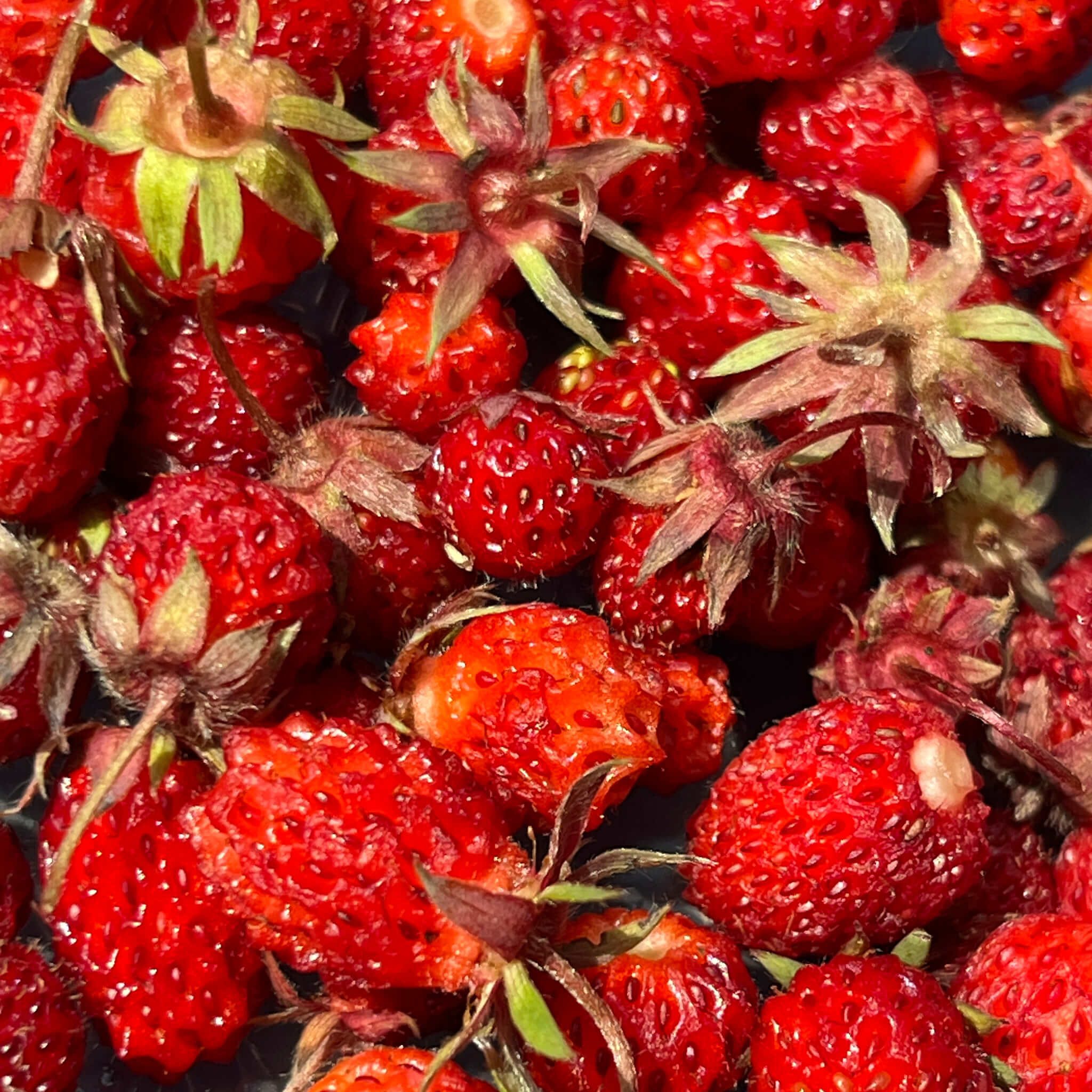 Wild Strawberry Seeds - Fragaria virginiana