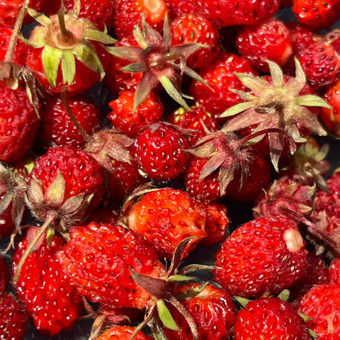 Semences - Fraisier des champs (Fraisier de Virginie)
