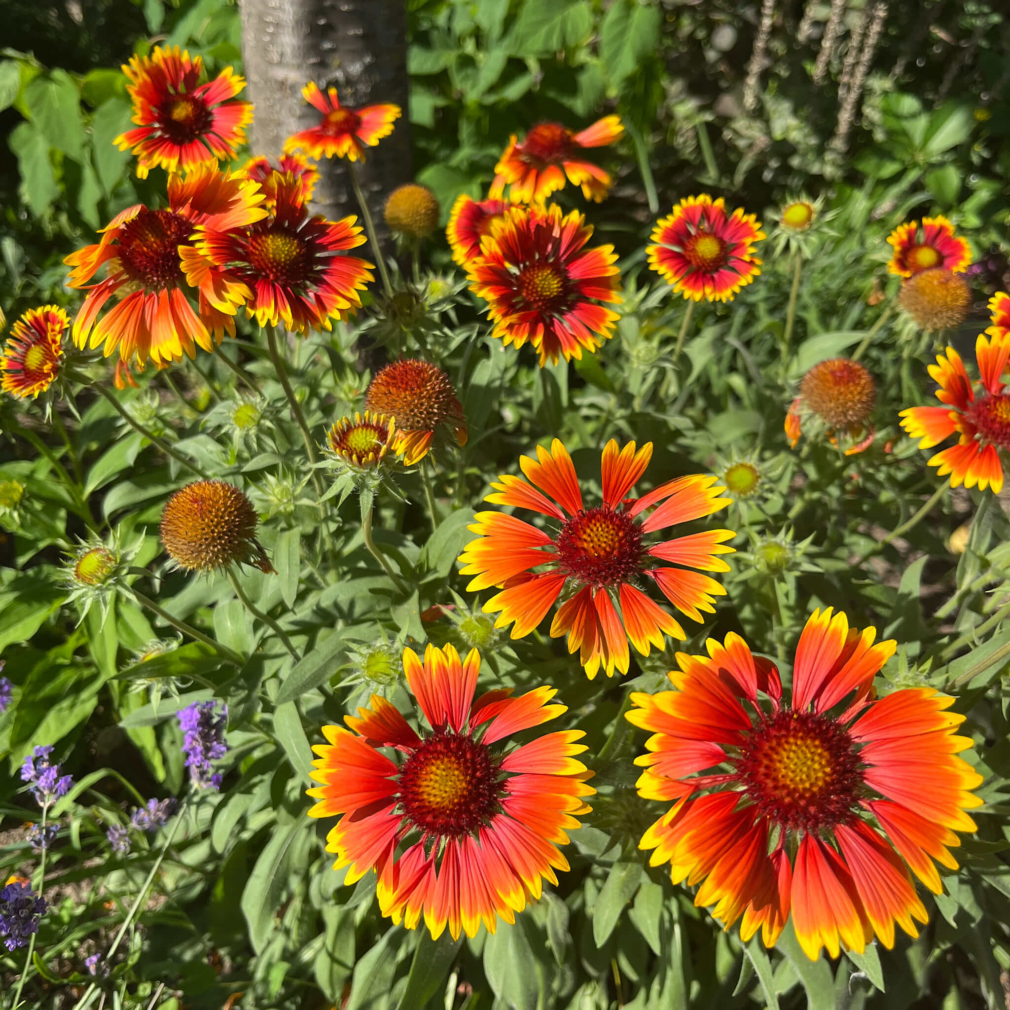 Garden Blanket Flowers For Sale Buy Garden Supply Online - Main Image