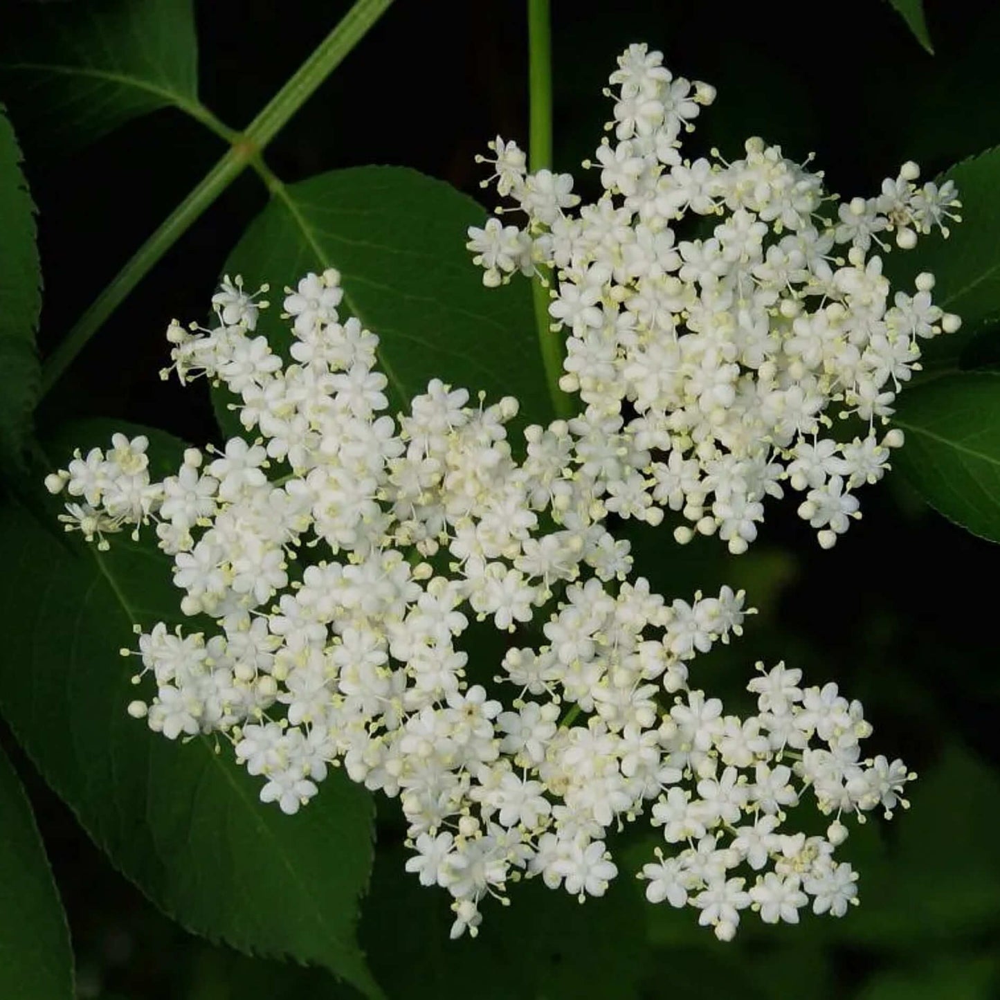 
                  
                    Wild Grocery - Elderberry Jelly
                  
                